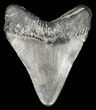 Juvenile Megalodon Tooth - Georgia #61616-1